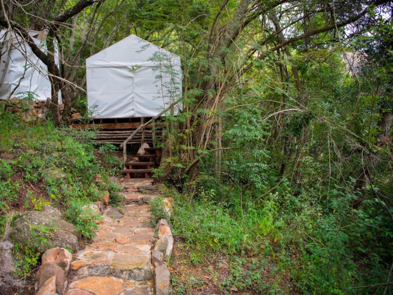 Riverbed Africa Lydenburg Rom bilde